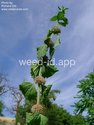 horehound, white